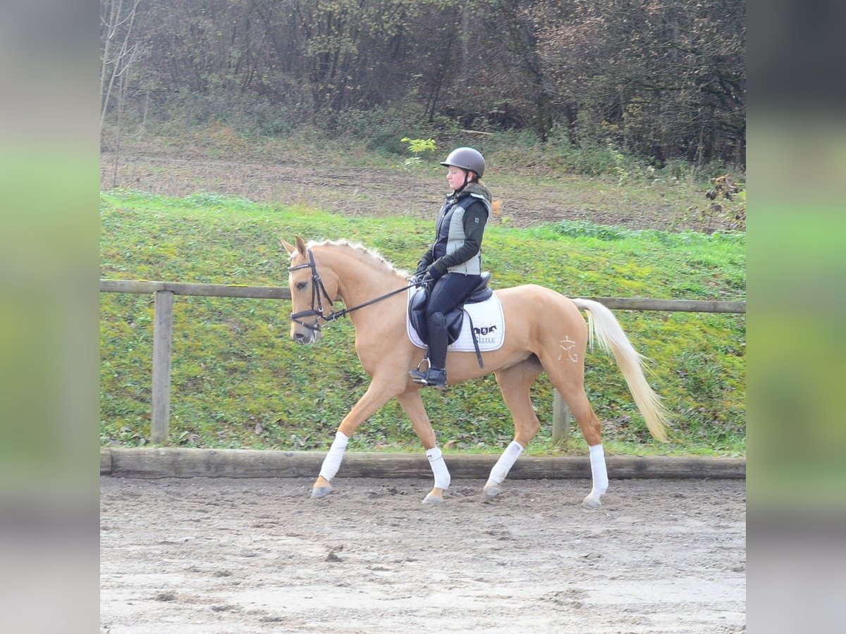 Cruzado Giumenta 4 Anni 158 cm Palomino in Wellheim