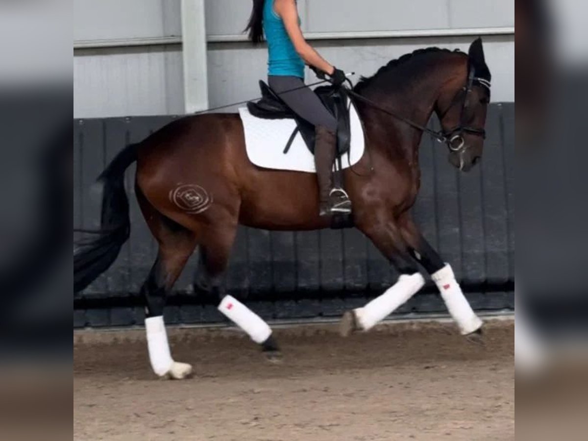 Cruzado Giumenta 4 Anni 165 cm in Sabadell Cruzado Giumenta 4 Anni 165 cm in Sabadell