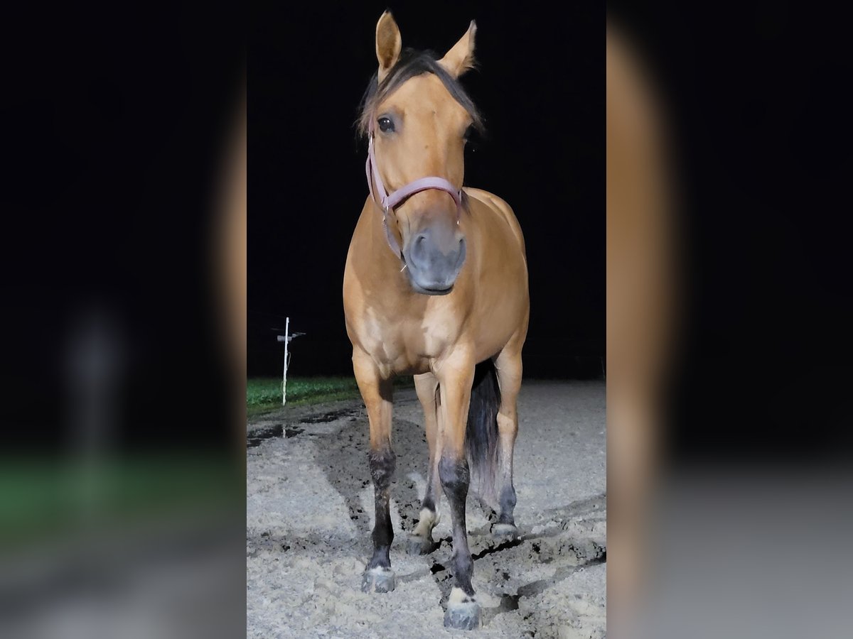 Cruzado Giumenta 5 Anni 155 cm Falbo in Gams