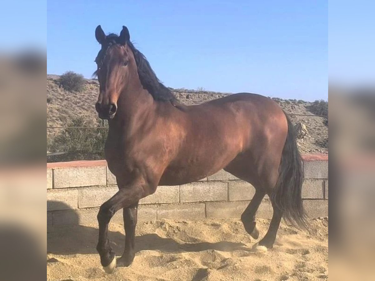 Cruzado Giumenta 7 Anni 165 cm in Sabadell Cruzado Giumenta 7 Anni 165 cm in Sabadell
