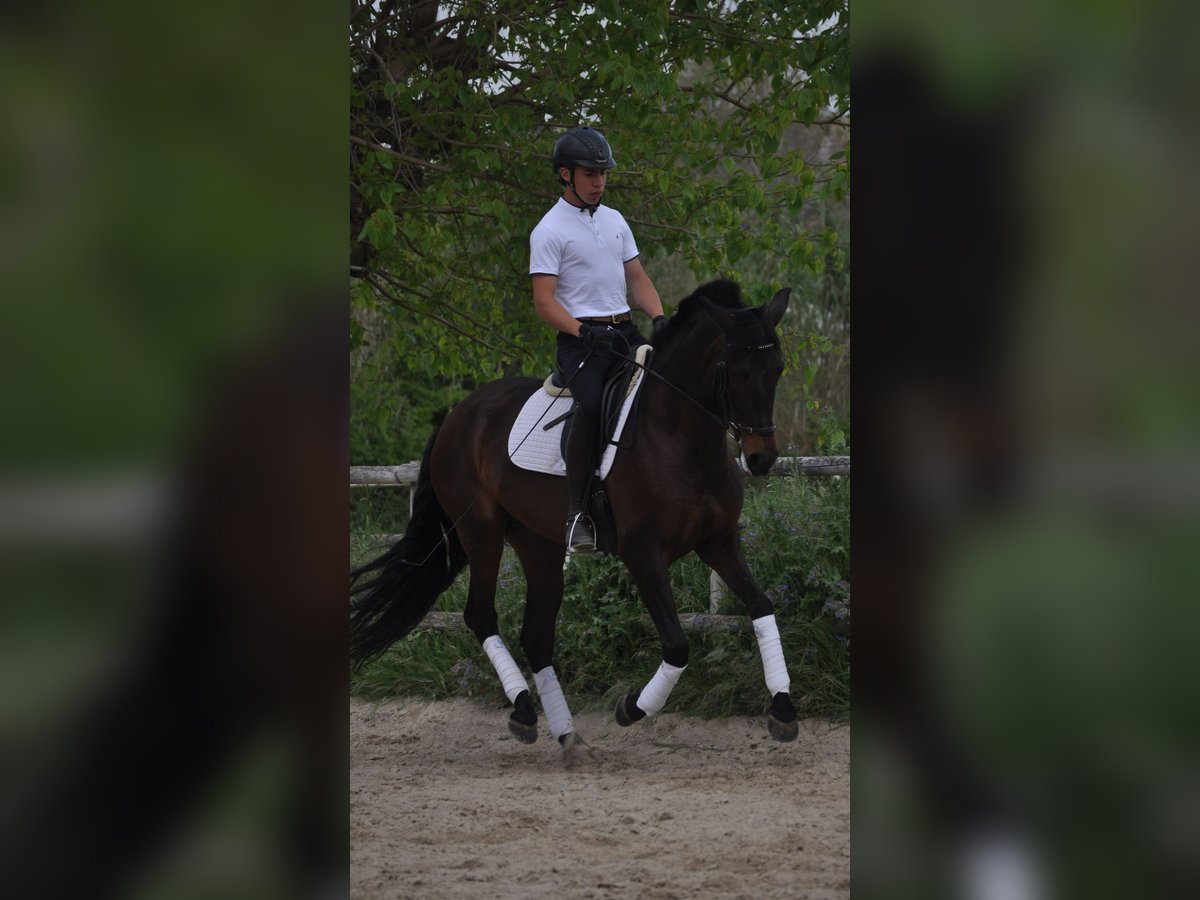 Cruzado Mix Giumenta 7 Anni 169 cm Baio scuro in Sabadell