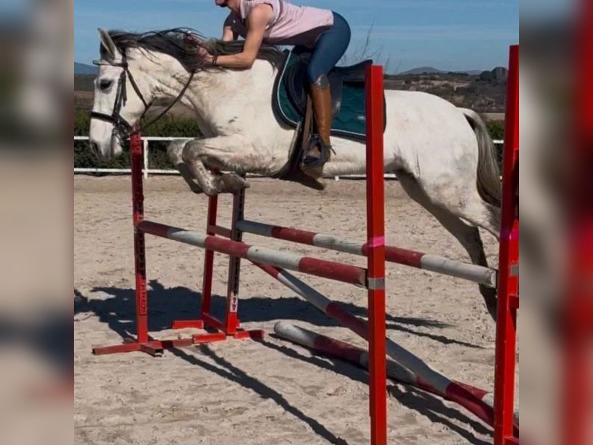 Cruzado Giumenta 9 Anni 149 cm Grigio in Sabadell Cruzado Giumenta 9 Anni 149 cm Grigio in Sabadell