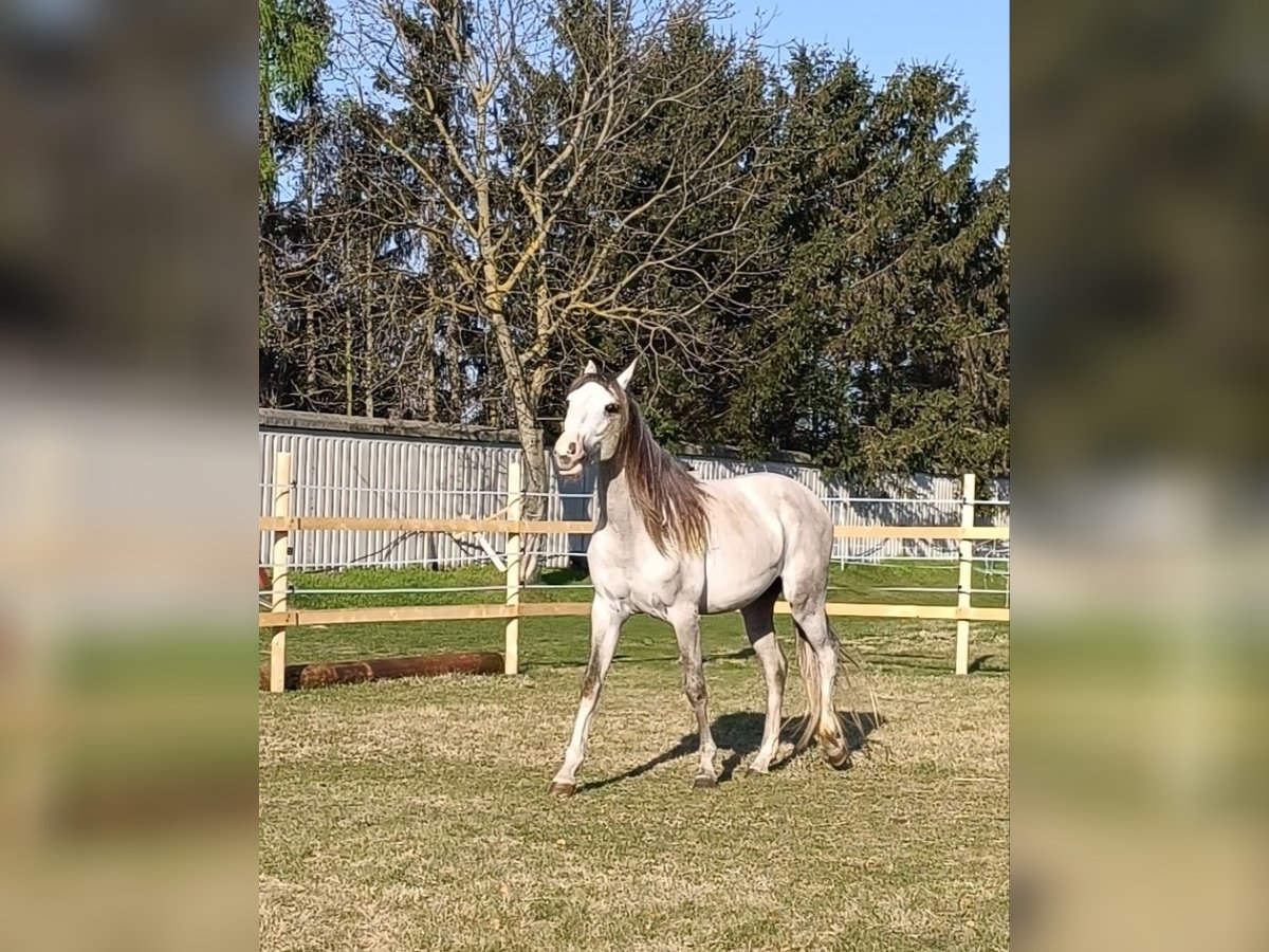 Cruzado Hengst 3 Jahre 154 cm Pearl in Bratislava