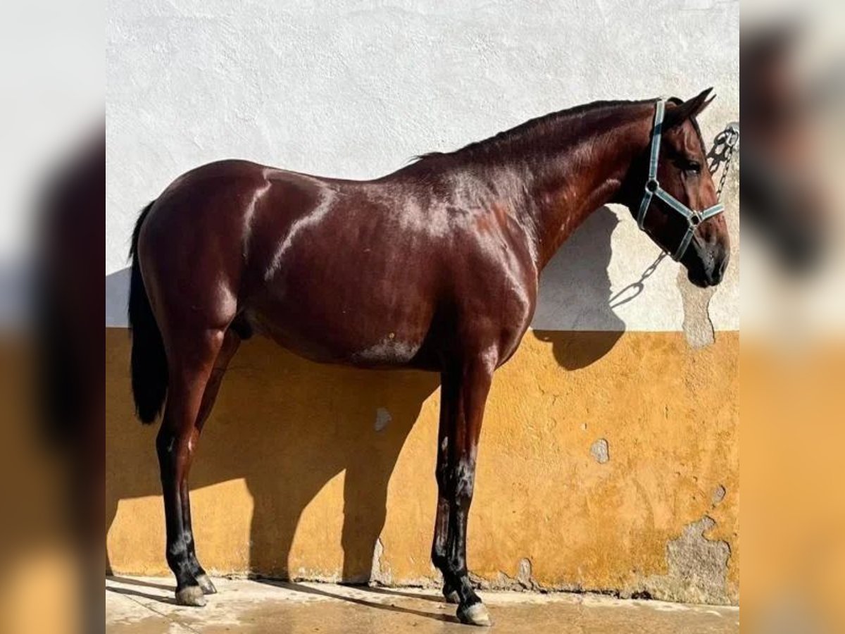 Cruzado Hengst 3 Jahre 162 cm Brauner in Sabadell Cruzado Hengst 3 Jahre 162 cm Brauner in Sabadell