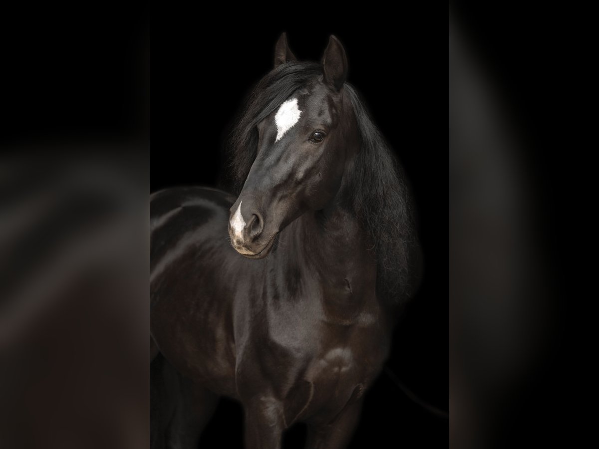 Cruzado Hongre 10 Ans 153 cm Noir in Sch&#xF6;nwald