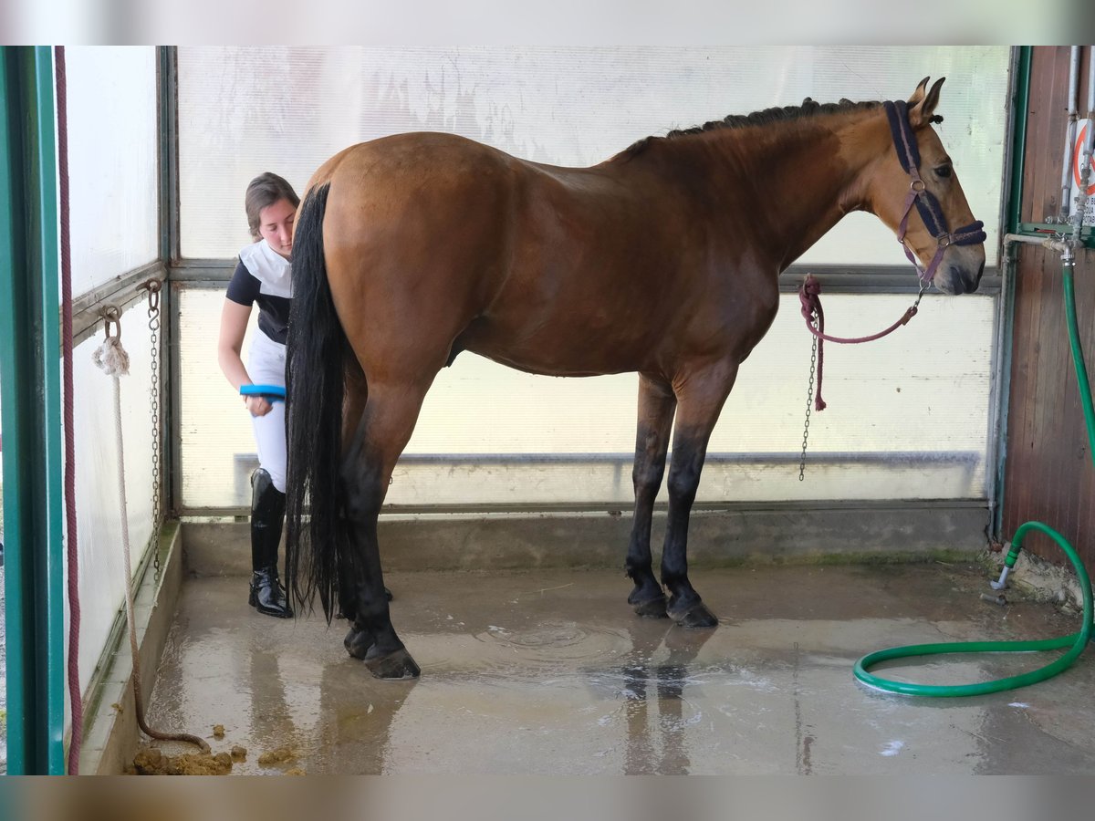 Cruzado Hongre 11 Ans 165 cm Champagne in Citt&#xE0; di castello