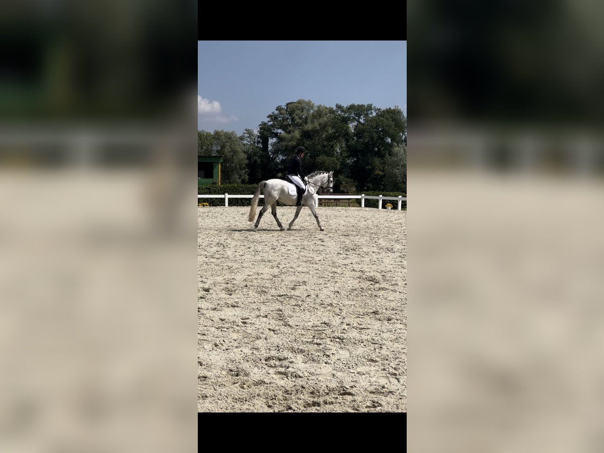 Cruzado Hongre 12 Ans 147 cm Gris in Pollhagen