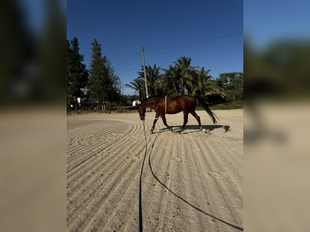 Cruzado Hongre 12 Ans 160 cm Bai in Sangonera La Verde
