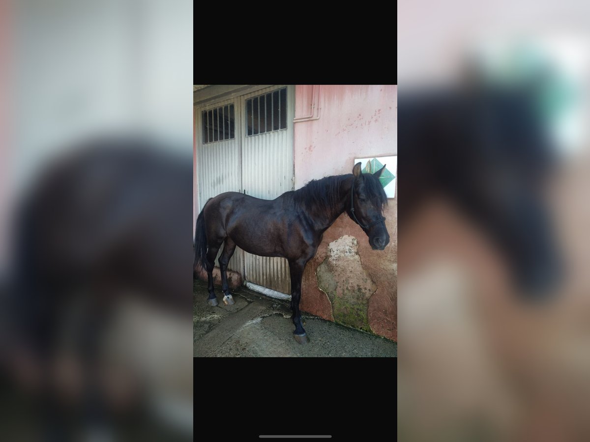 Cruzado Croisé Hongre 15 Ans Bai brun in Alboraya