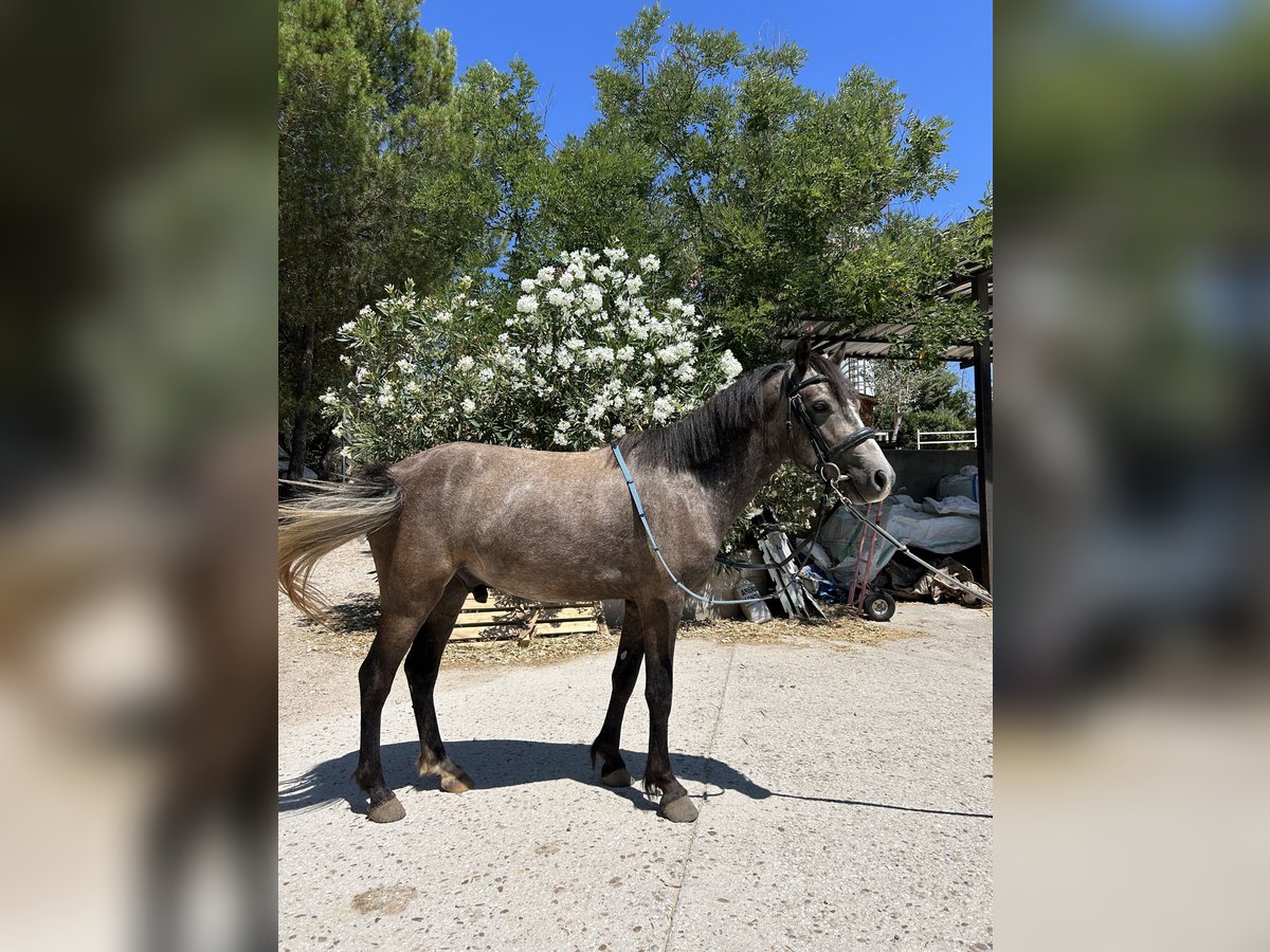 Cruzado Hongre 4 Ans 125 cm Gris in Jara Beltran