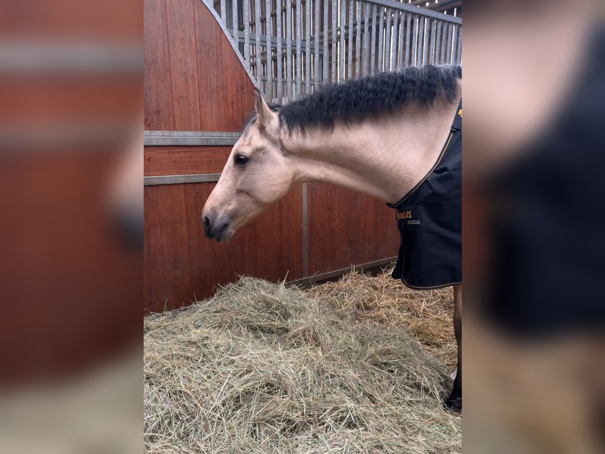 Cruzado Hongre 5 Ans 165 cm Isabelle in Roeser