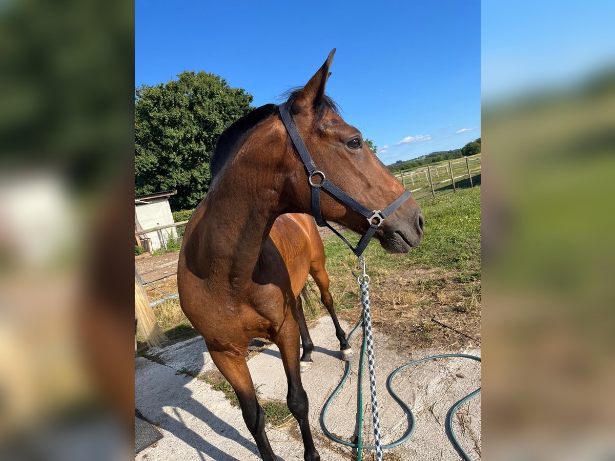 Cruzado Hongre 6 Ans 163 cm in Stegen