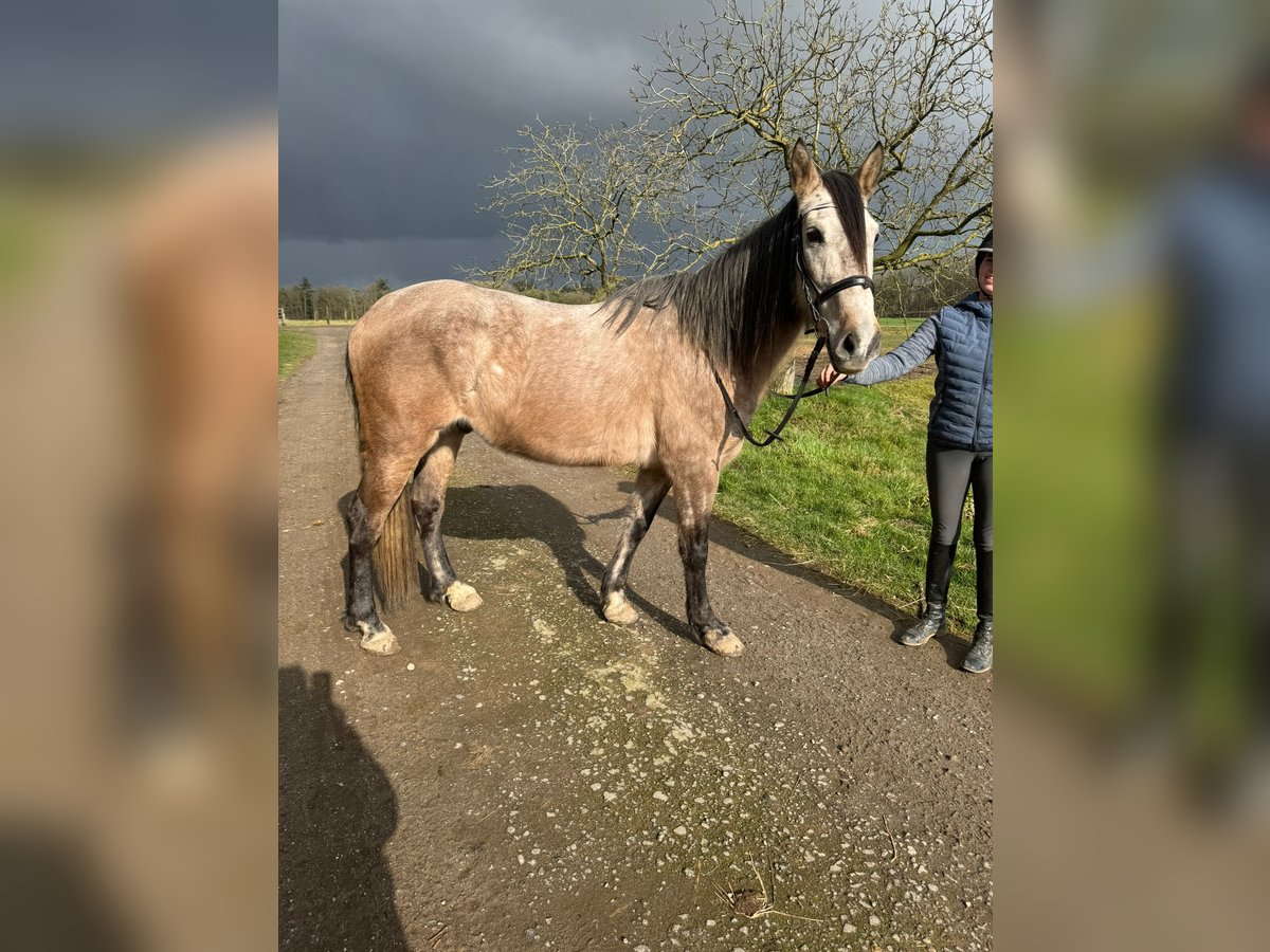 Cruzado Croisé Hongre 7 Ans 160 cm Aubère in Weeze