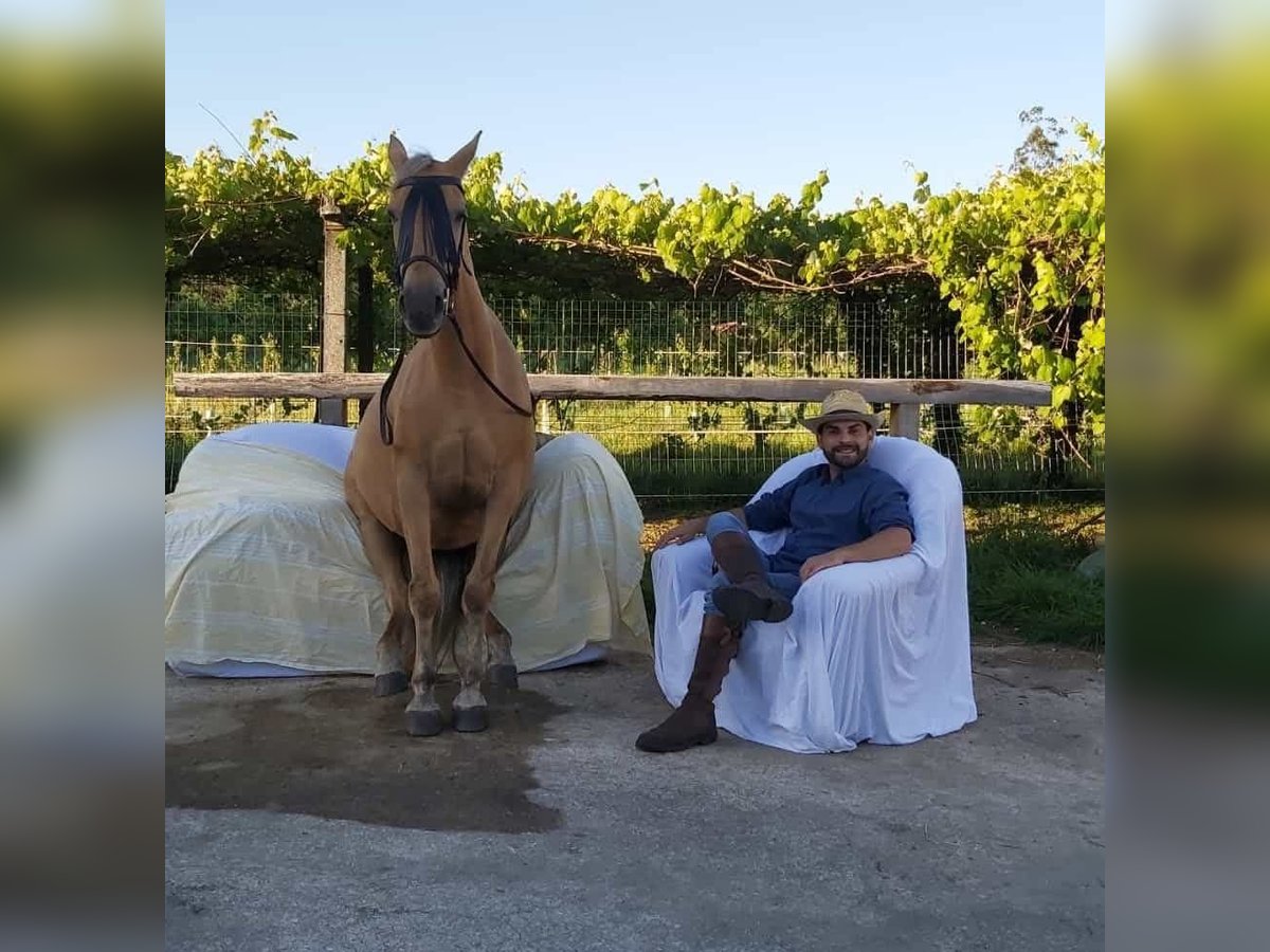 Cruzado Croisé Jument 14 Ans 158 cm Palomino in Santiago De Compostela