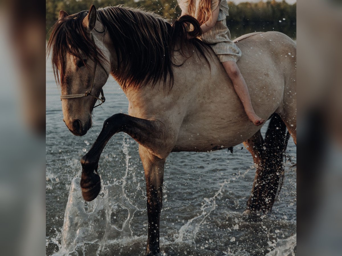 Cruzado Jument 4 Ans 162 cm Buckskin in Karlsbad
