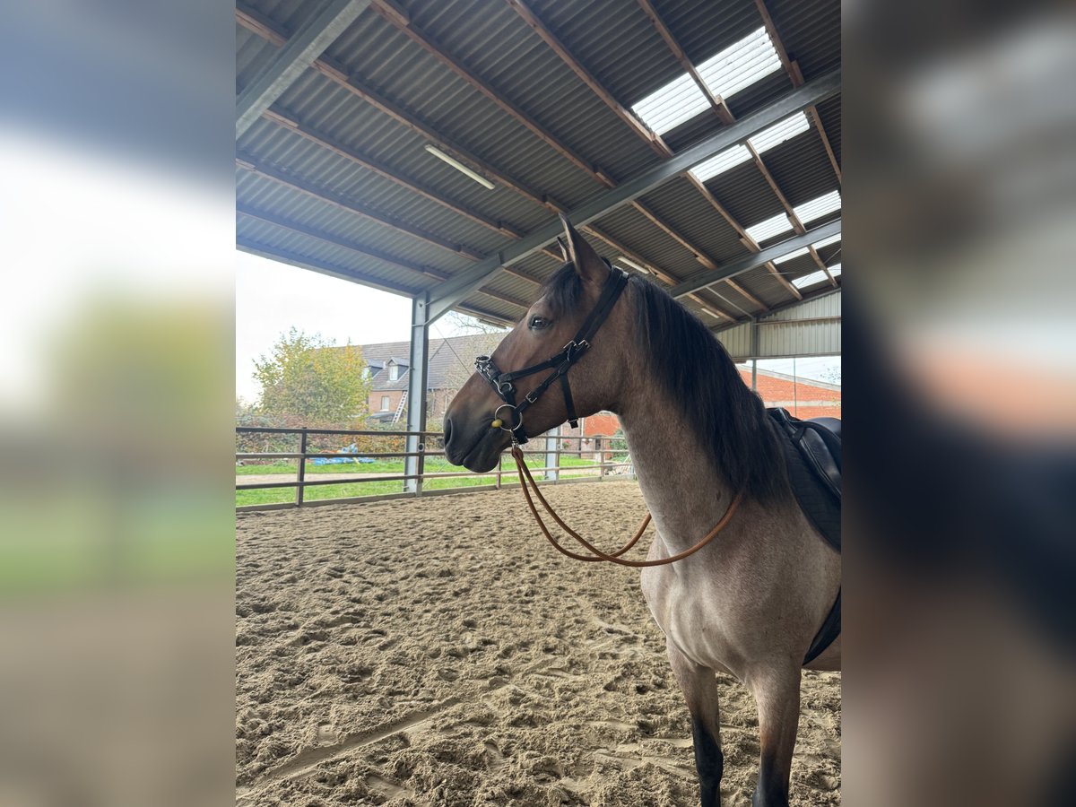 Cruzado Croisé Jument 4 Ans 167 cm Gris (bai-dun) in Meerbusch