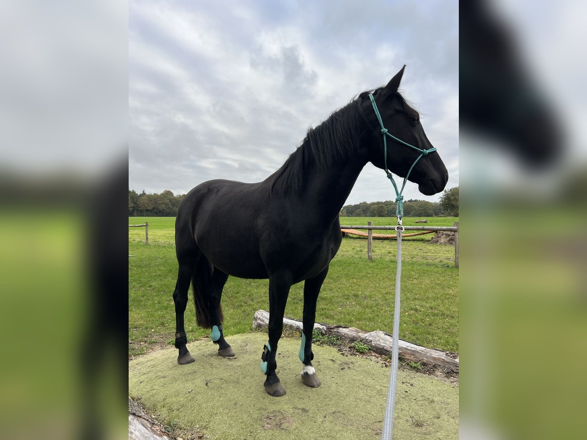 Cruzado Jument 5 Ans 158 cm Noir in Norderstedt