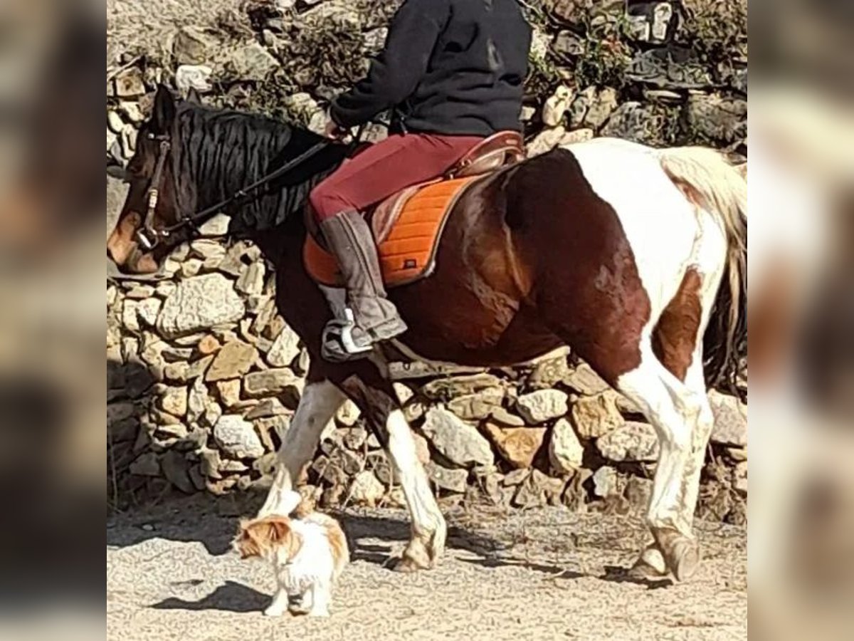 Cruzado Jument 8 Ans 155 cm Gris in Sabadell Cruzado Jument 8 Ans 155 cm Gris in Sabadell