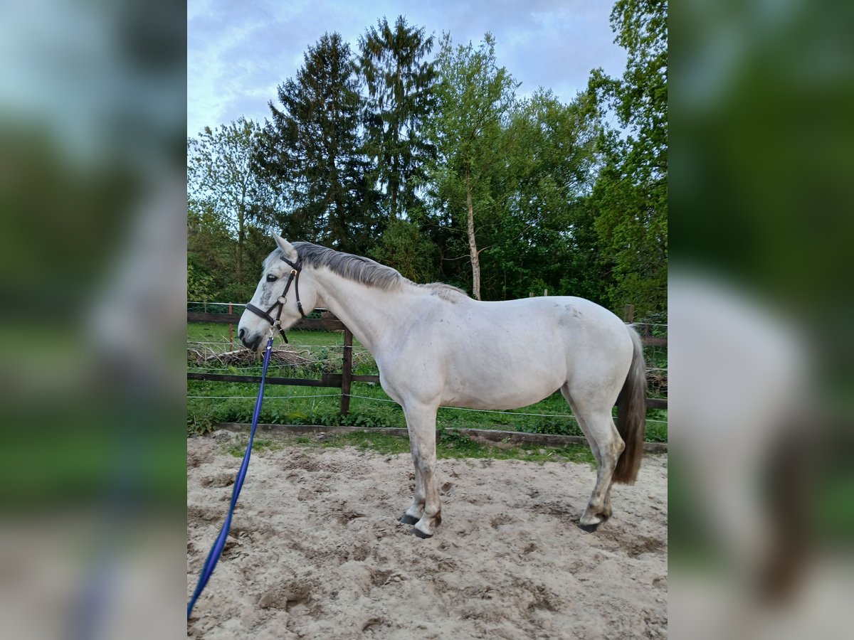 Cruzado Klacz 10 lat 152 cm Siwa in Wischhafen
