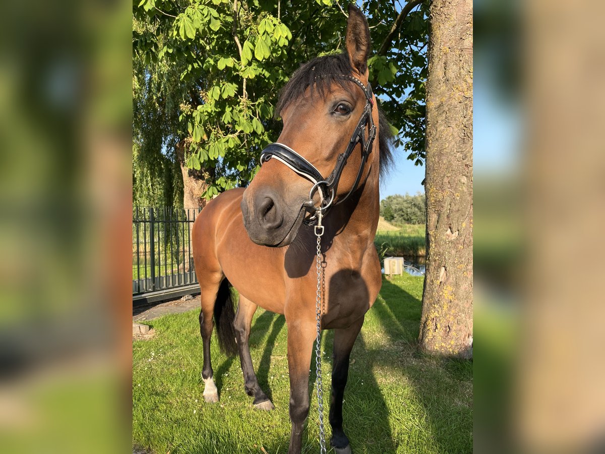 Cruzado Klacz 6 lat 155 cm Gniada in Gouda