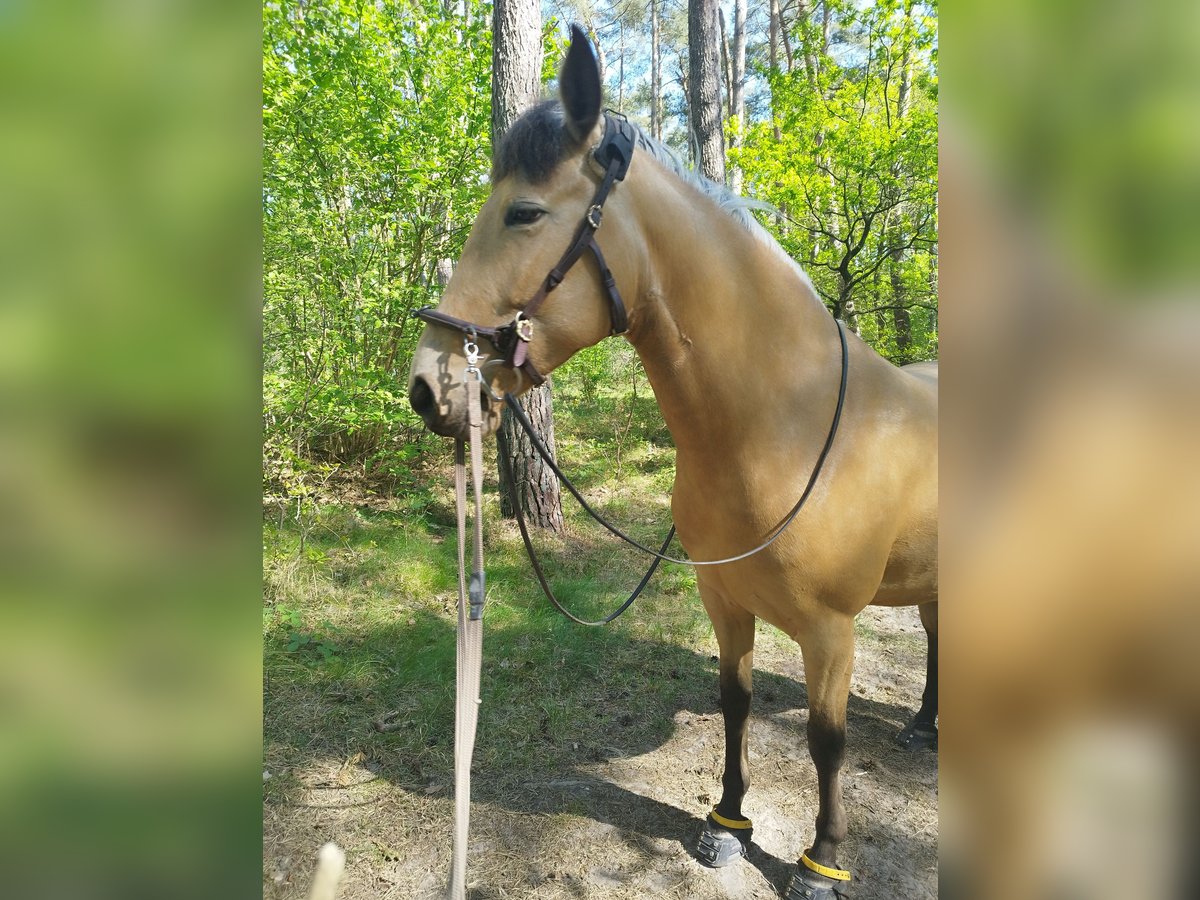 Cruzado Klacz 7 lat 153 cm Jelenia in L&#xFC;beck