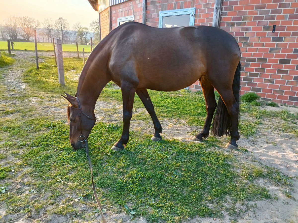 Cruzado Klacz 8 lat 162 cm Gniada in Nienburg (Weser)