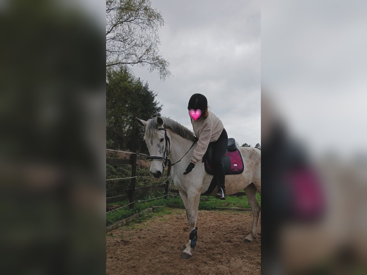 Cruzado Mare 10 years 14,3 hh Gray in Wischhafen
