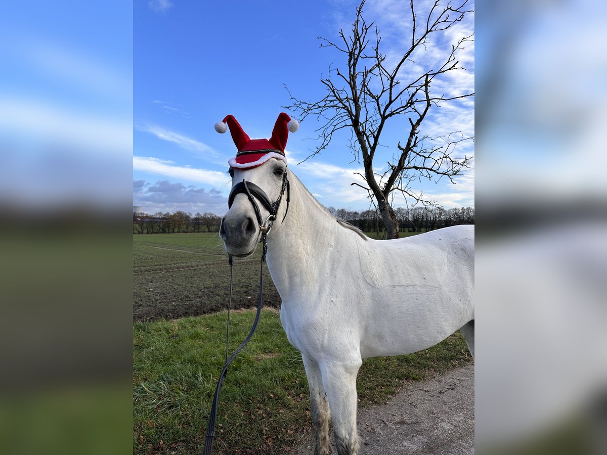 Cruzado Mare 10 years 15,2 hh Grey in L&#xFC;nen