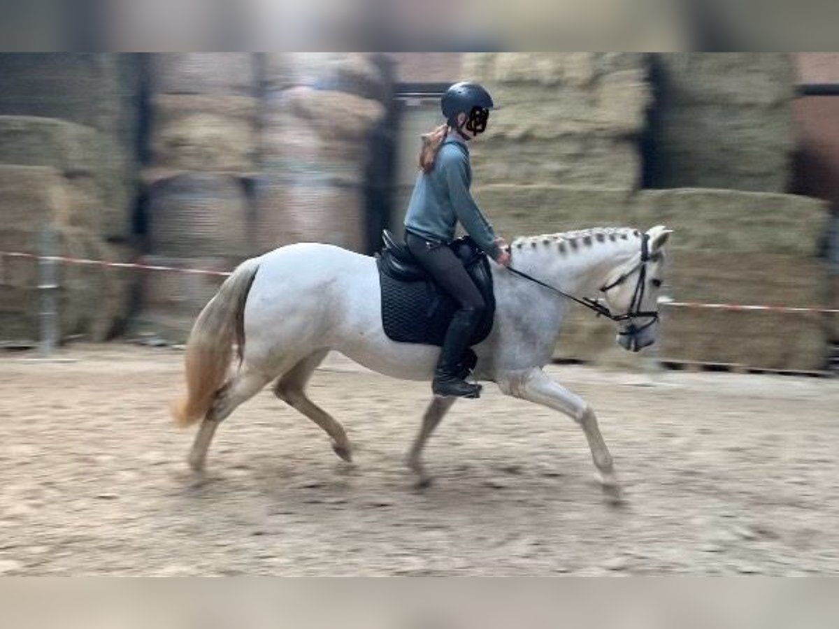 Cruzado Mare 14 years 15,2 hh Grey in W&#xFC;rzburg