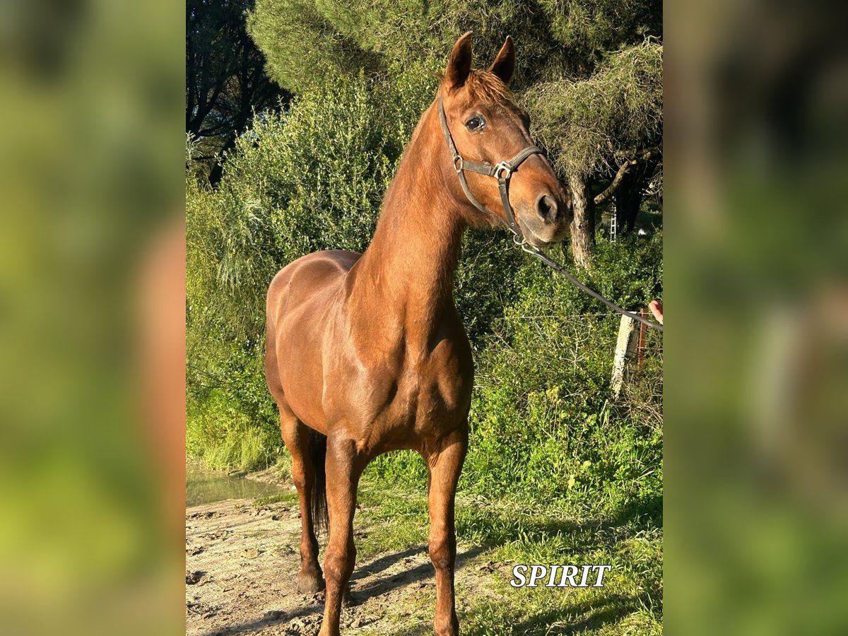 Cruzado Mare 16 years 15,1 hh Chestnut-Red in Zernez