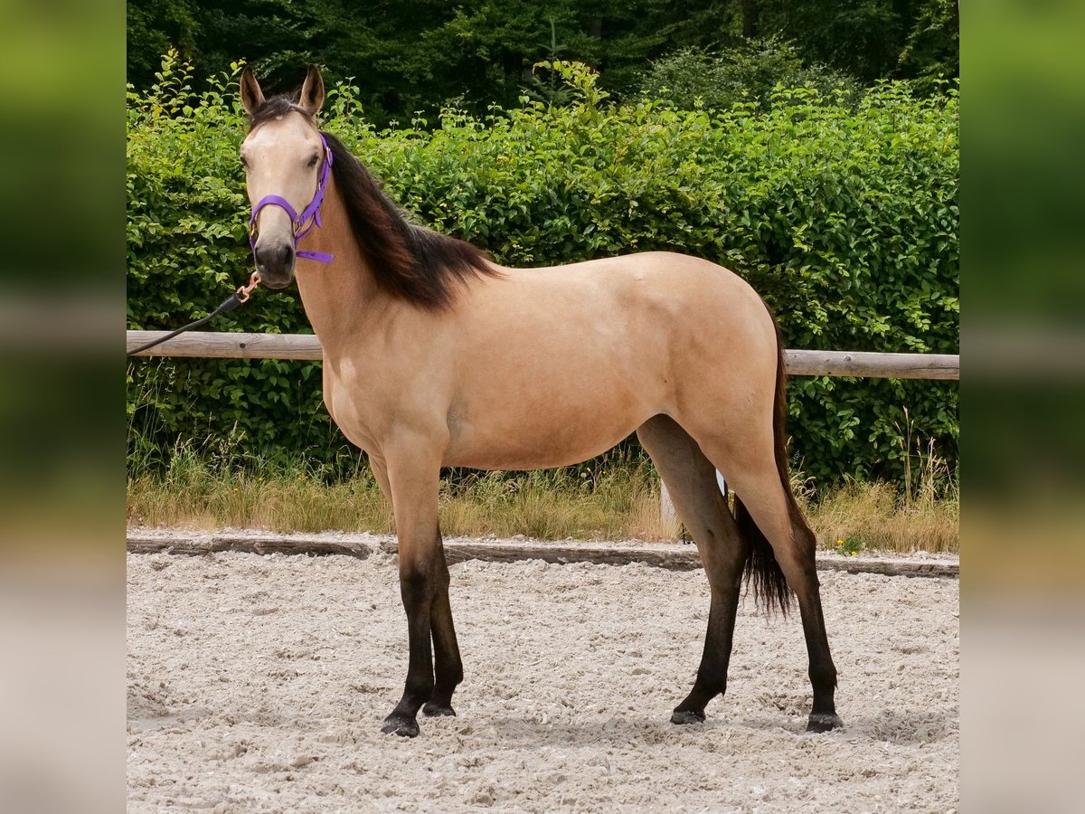 Cruzado Mare 1 year 13 hh Dun in Neustadt (Wied)