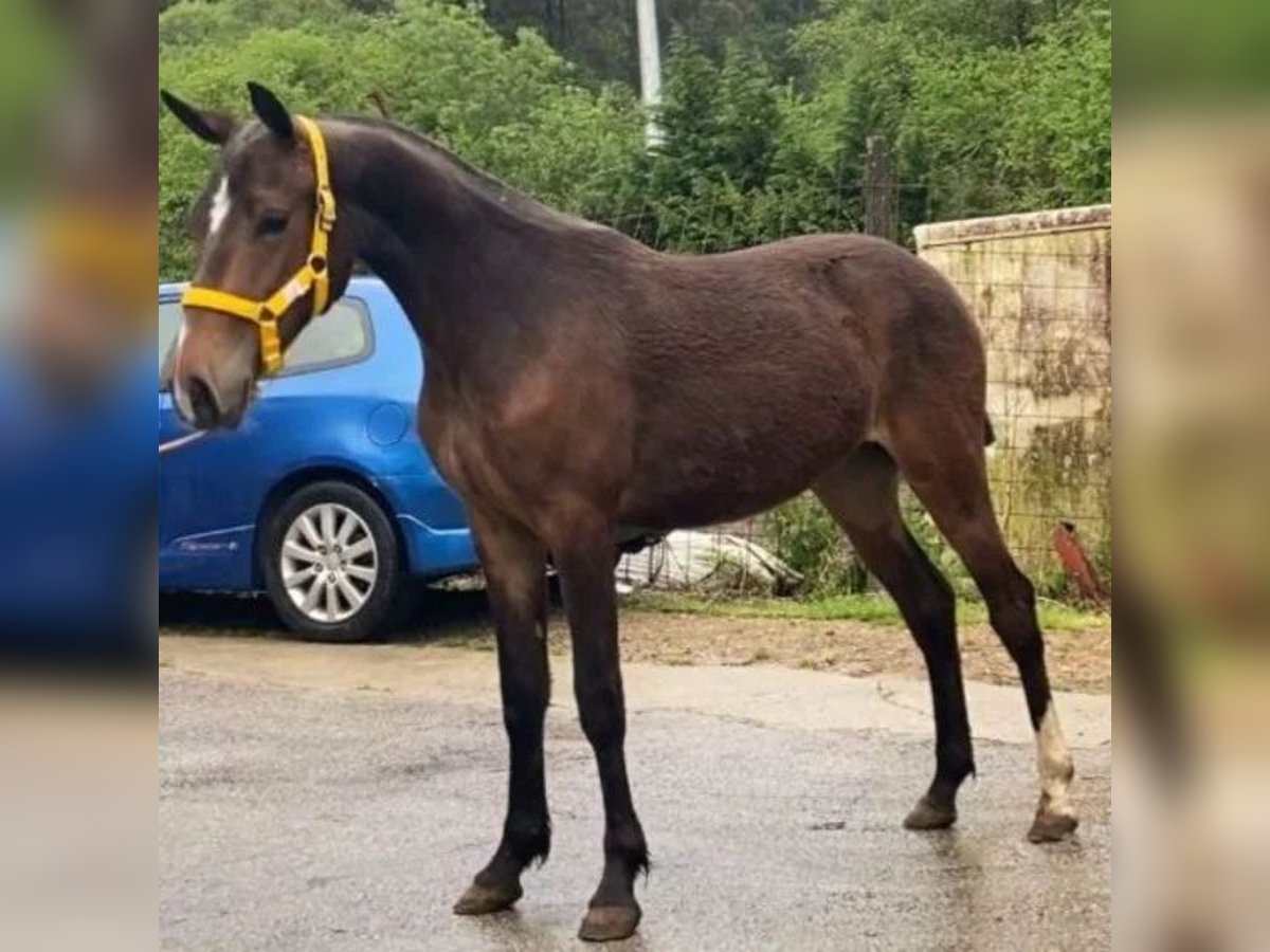 Cruzado Mare 1 year 14,2 hh Dun in Sabadell Cruzado Mare 1 year 14,2 hh Dun in Sabadell
