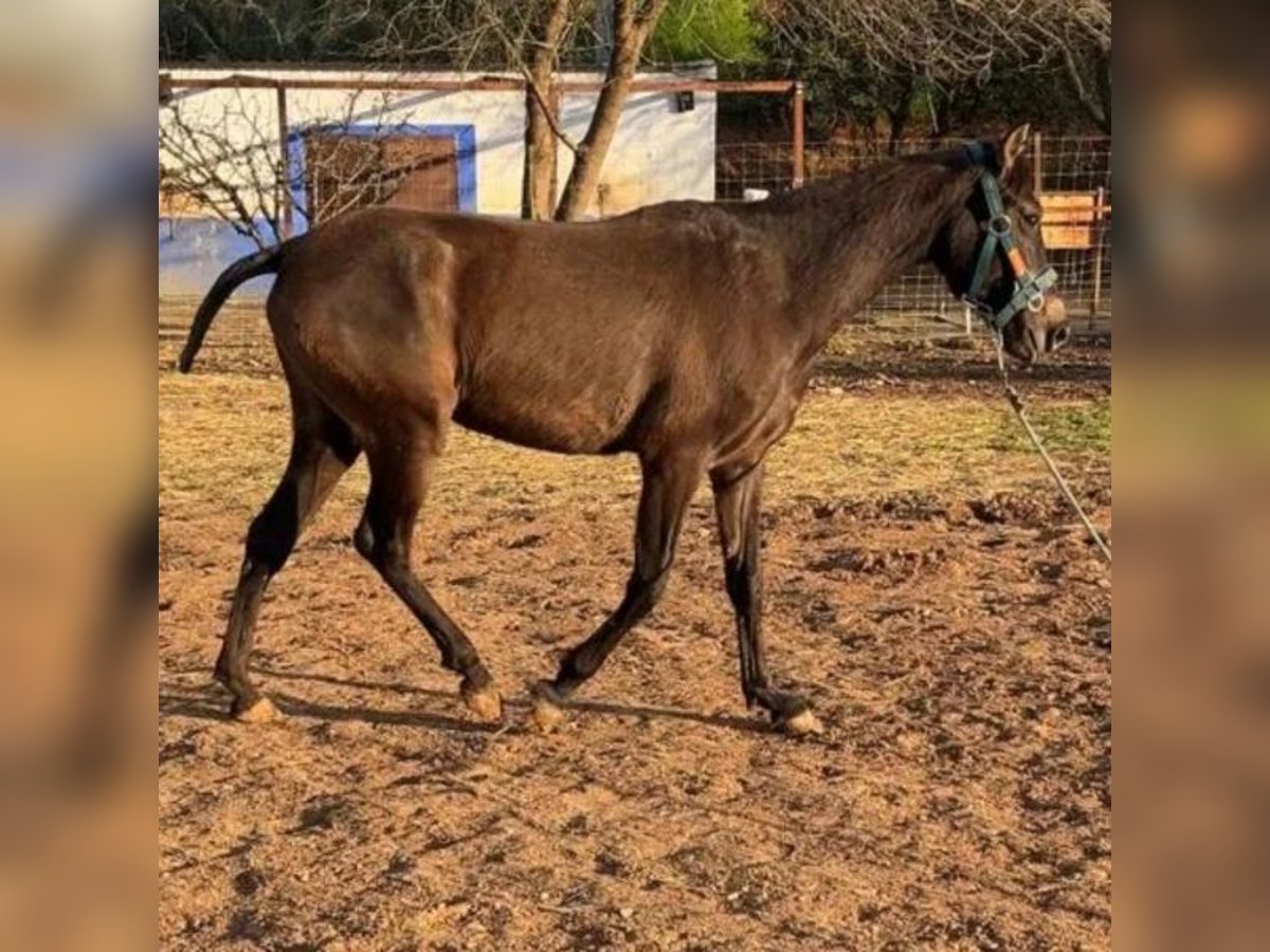 Cruzado Mare 1 year 14,2 hh Gray in Sabadell Cruzado Mare 1 year 14,2 hh Gray in Sabadell