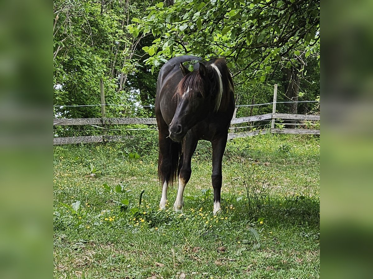 Cruzado Mare 2 years 15 hh Pinto in F&#xFC;rth