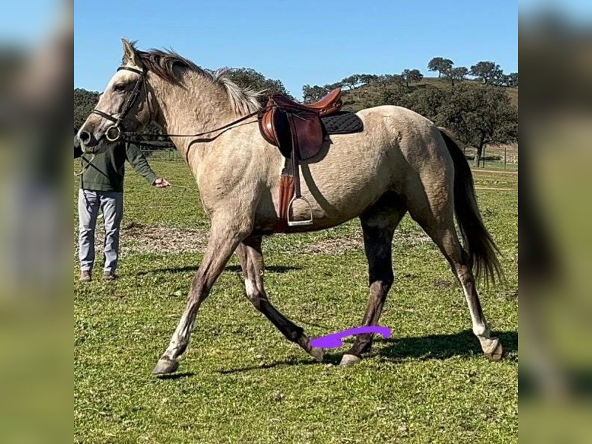 Cruzado Mare 3 years 15,2 hh Grey in Sabadell Cruzado Mare 3 years 15,2 hh Grey in Sabadell