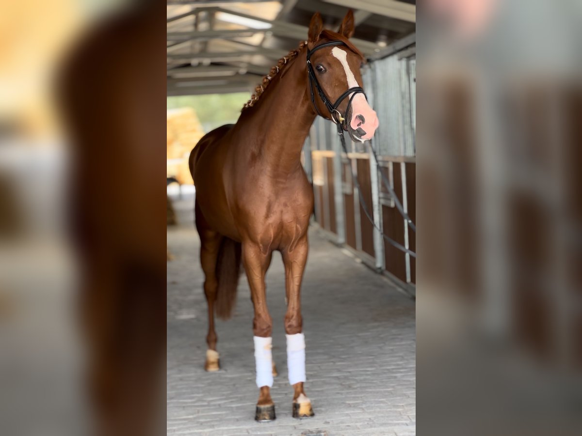 Cruzado Mare 3 years 15,3 hh Chestnut-Red in Puente Genil (C&#xF3;rdoba)