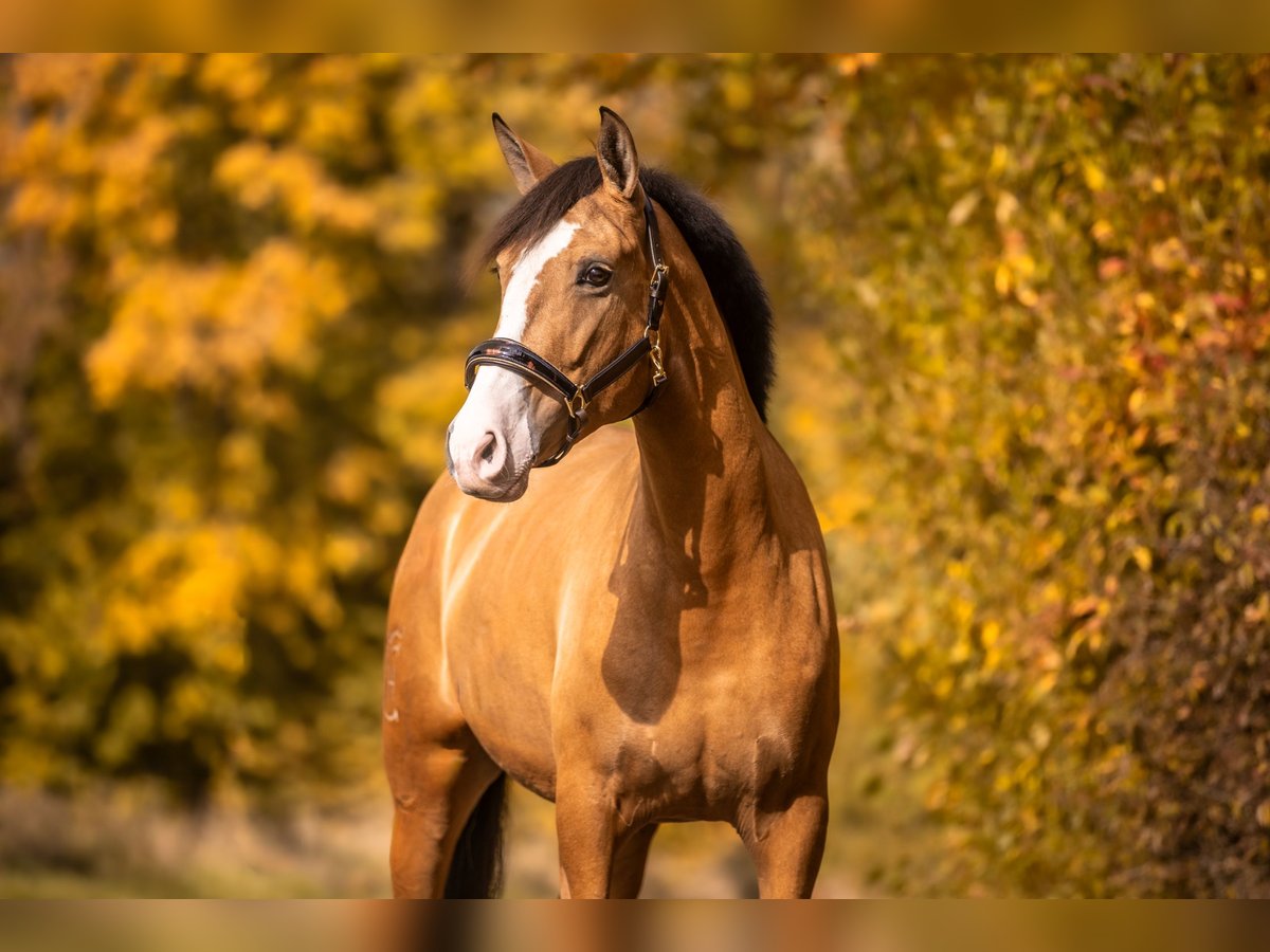 Cruzado Mix Mare 4 years 15,2 hh Buckskin in Windhagen