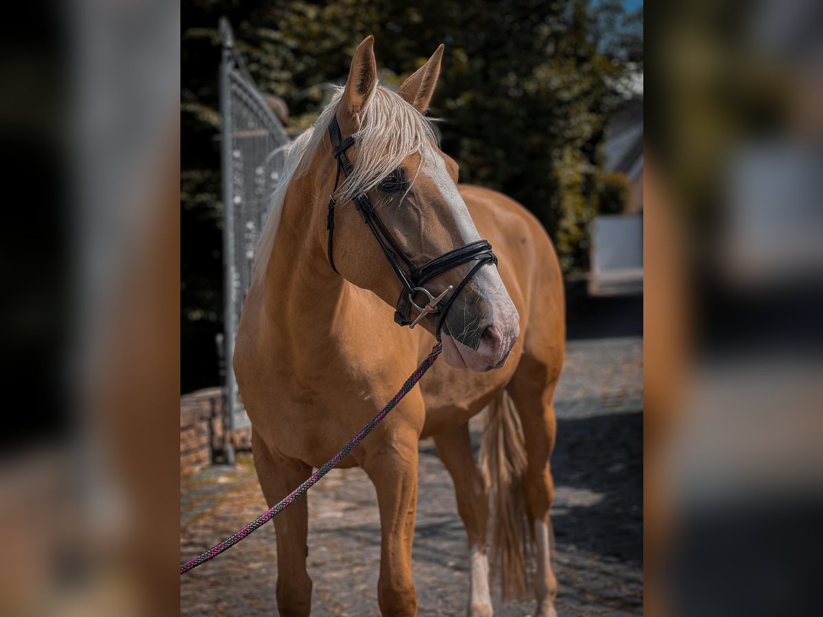 Cruzado Mare 4 years 15,2 hh Palomino in Rommerskirchen