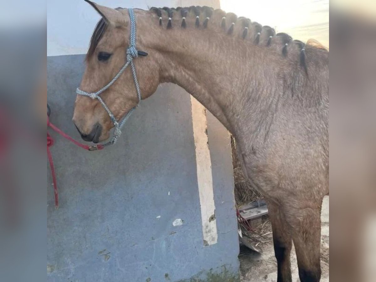 Cruzado Mare 4 years 16,2 hh in Sabadell Cruzado Mare 4 years 16,2 hh in Sabadell