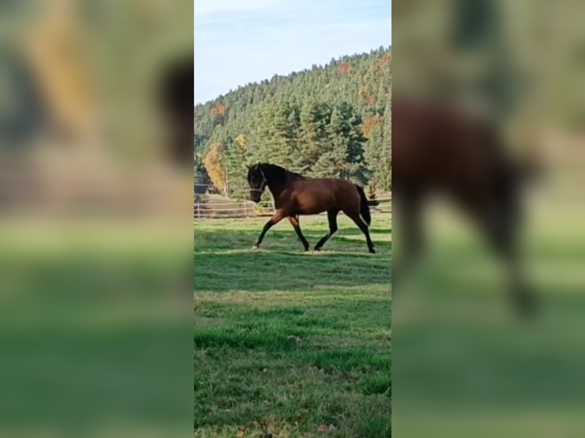 Cruzado Mix Mare 5 years 16 hh Brown in Langschlag