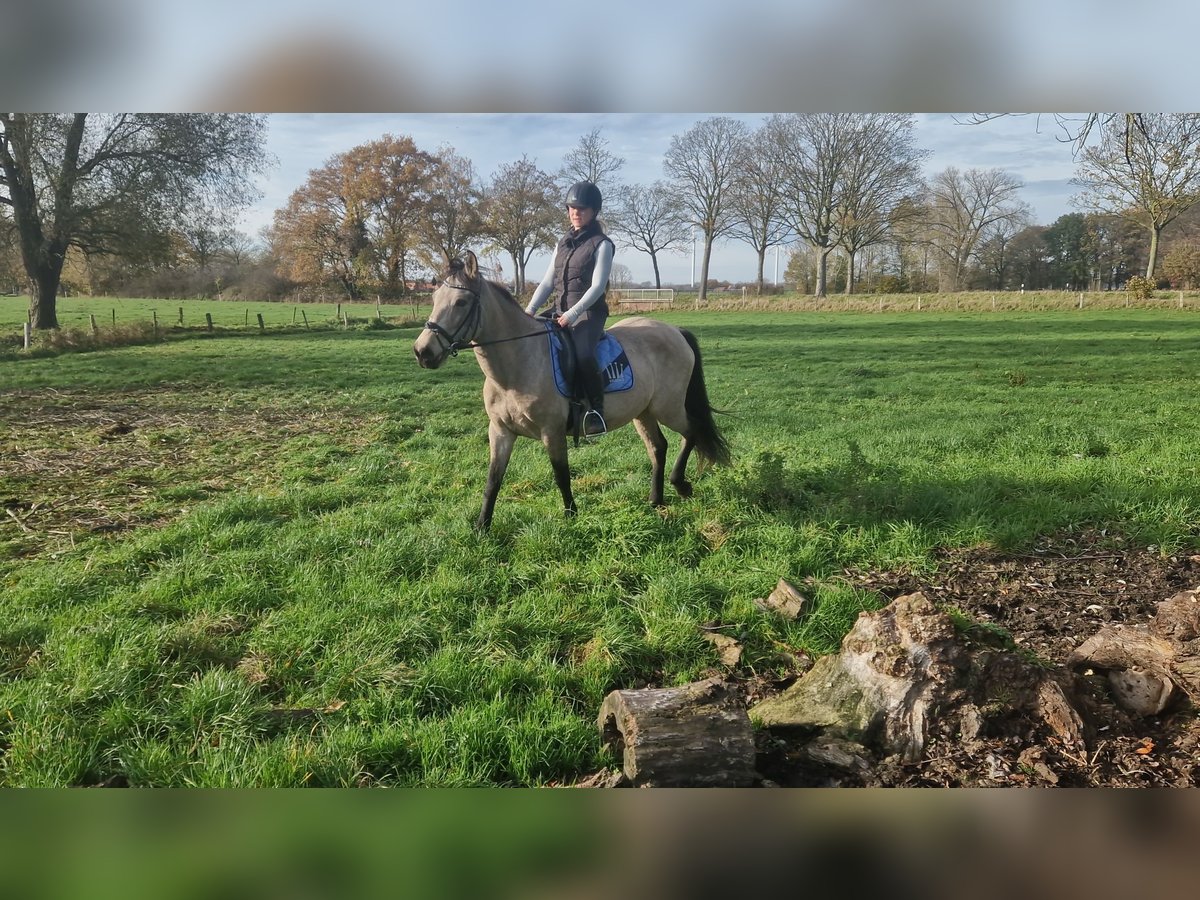 Cruzado Mix Mare 6 years 14,2 hh Dun in Wachtendonk
