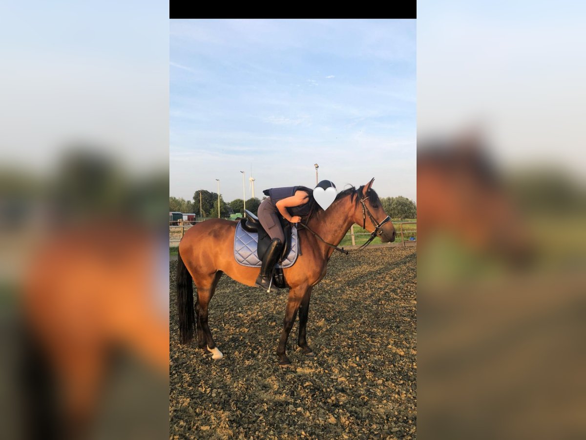 Cruzado Mare 6 years 15,1 hh Brown in Gouda