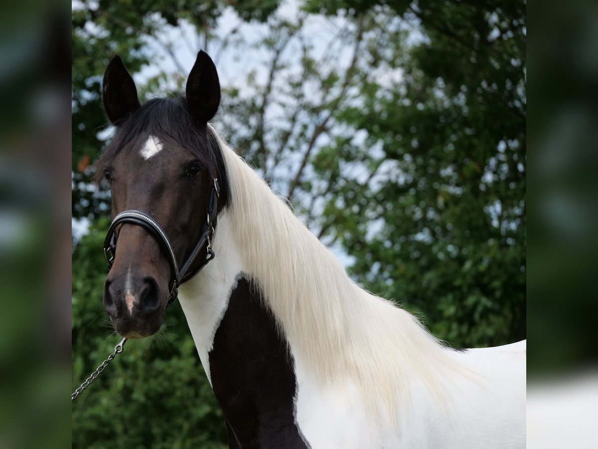 Cruzado Mix Mare 6 years 15,2 hh Pinto in Galenberg