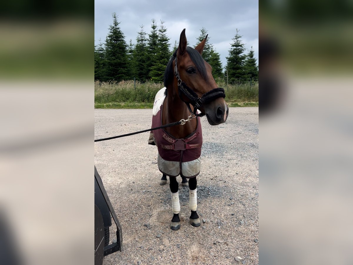 Cruzado Mare 7 years 15,1 hh Brown in Leverkusen
