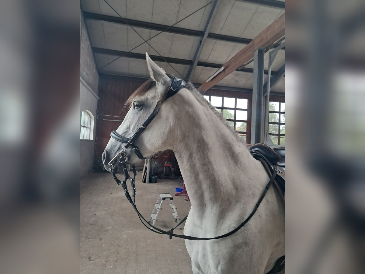 Cruzado Mare 7 years 16,1 hh Grey-Fleabitten in Oberlangen