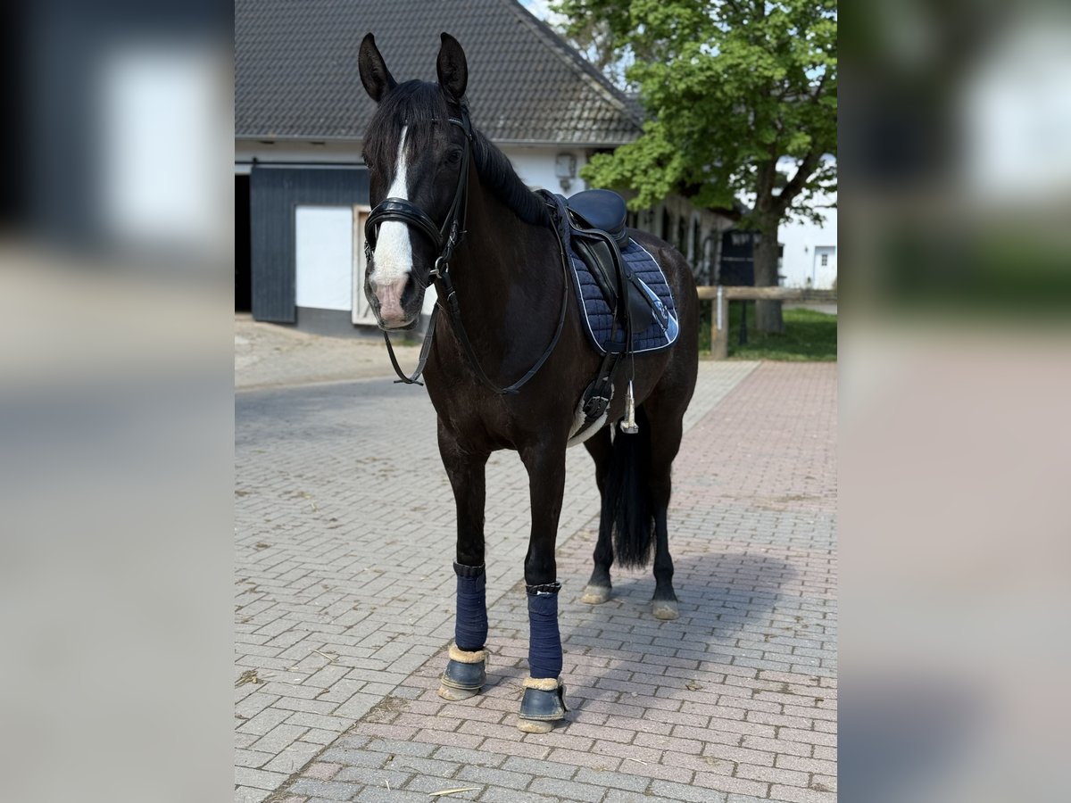 Cruzado Mare 8 years 15,2 hh Rabicano in Hehlen