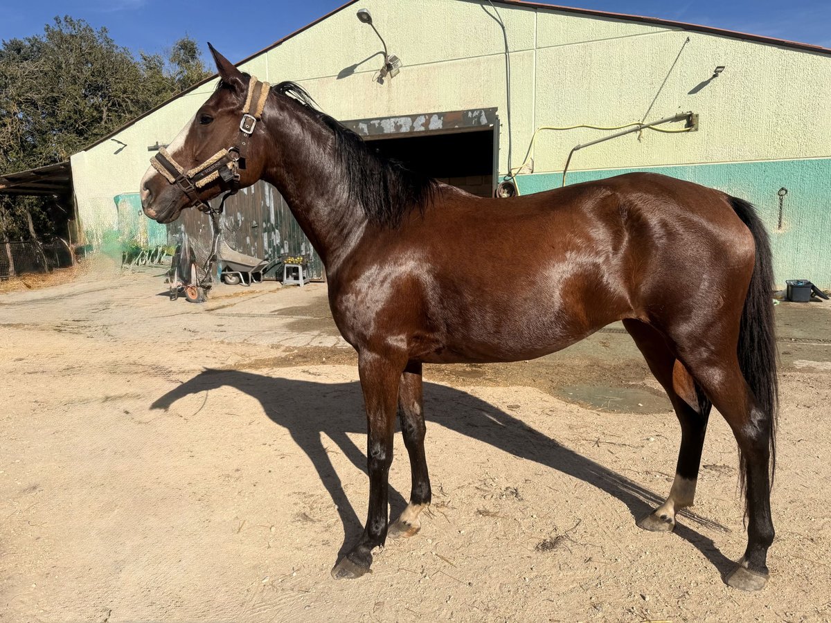Cruzado Mix Mare 8 years 15,3 hh Brown-Light in Otxandio