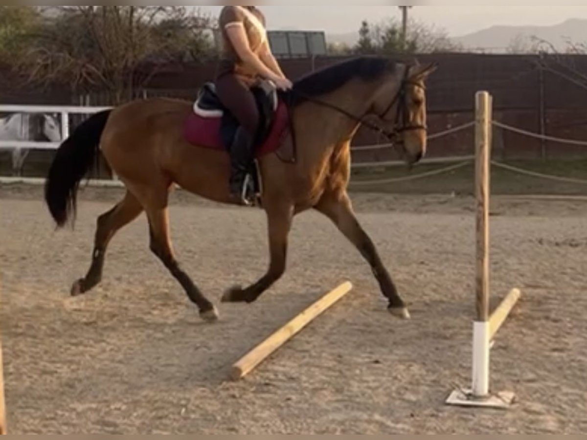 Cruzado Mare 9 years 15,2 hh in Vahlberg