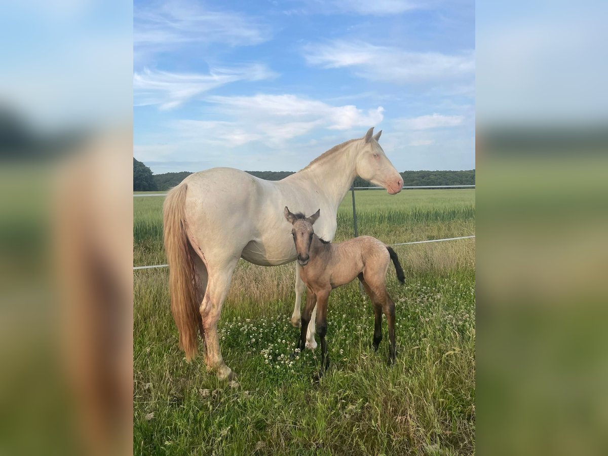Cruzado Mare  15 hh Gray in Boissy-le-Sec