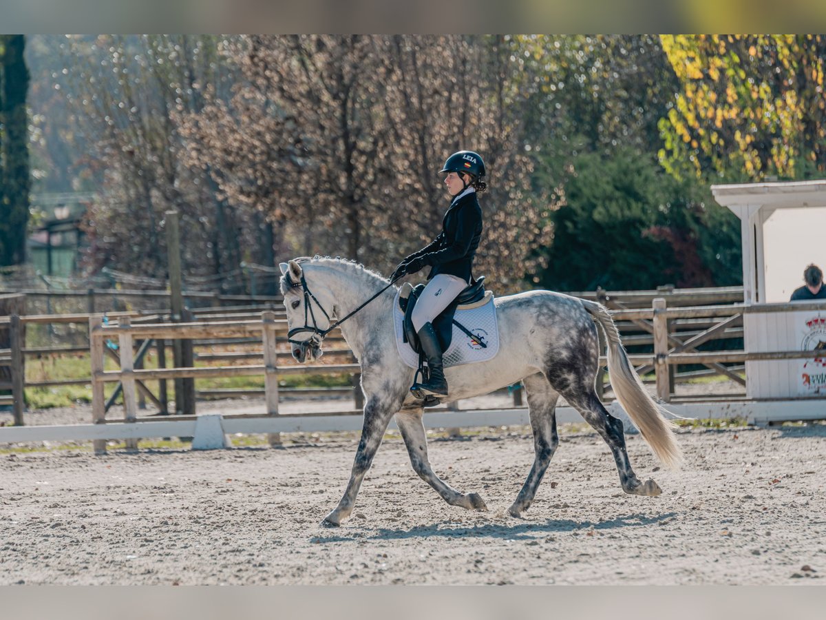 Cruzado Merrie 10 Jaar 149 cm Schimmel in Villaviciosa de Od&#xF3;n